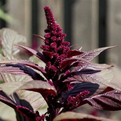 Amaranth: Luonnonmukaisen Väriaineen ja Ravintopitoisen Siemenen Voimaa!