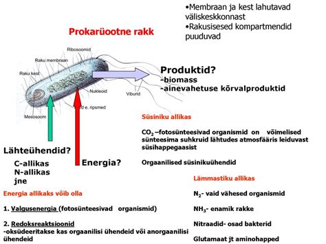  Biocompatibility ja Kestävyys - Bohridi!